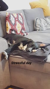 chien meilleur amis freelance