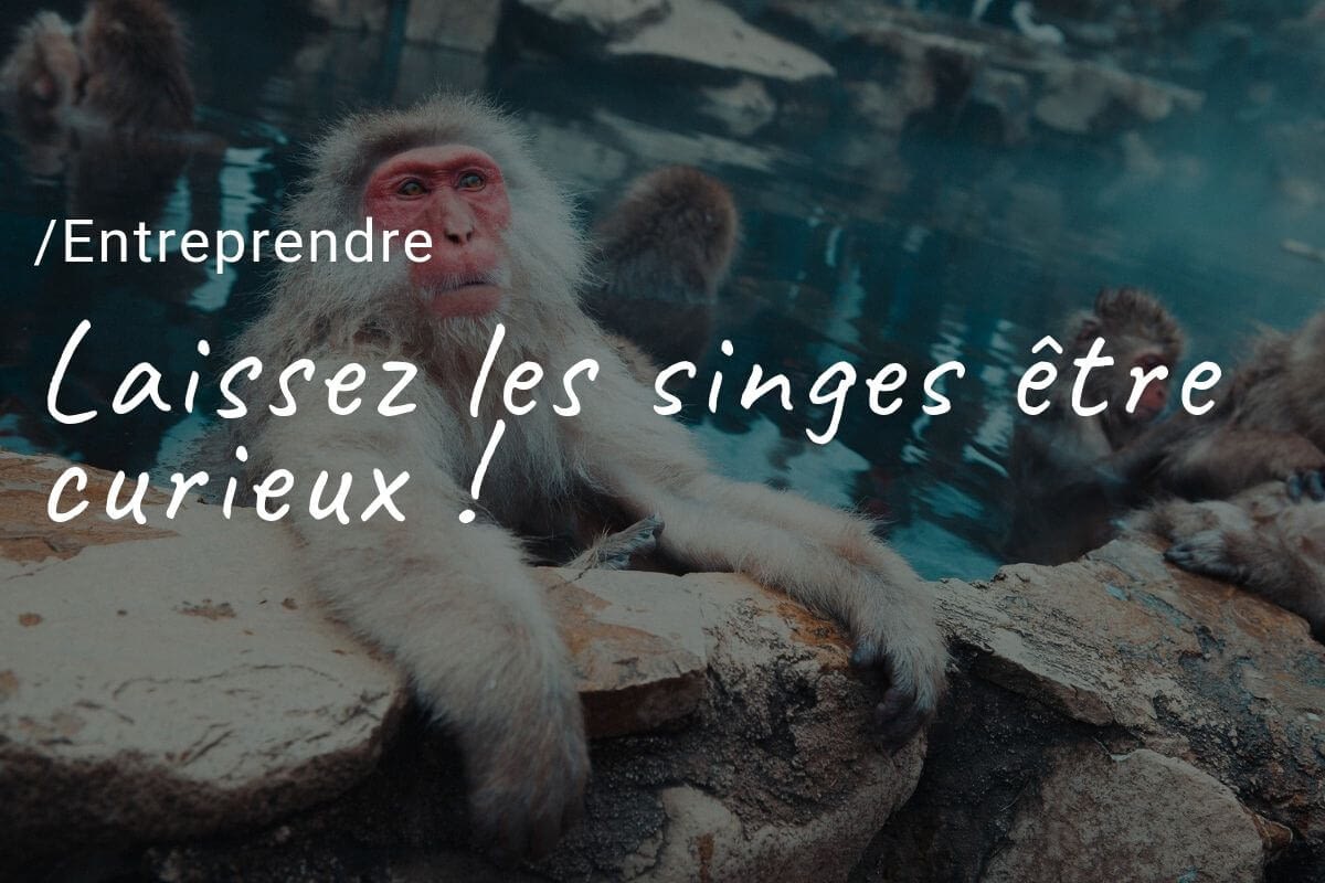 entrepreneursplash.com-laissez-les-singes-etre-curieux Entreprendre laissez les singes etre curieux !
