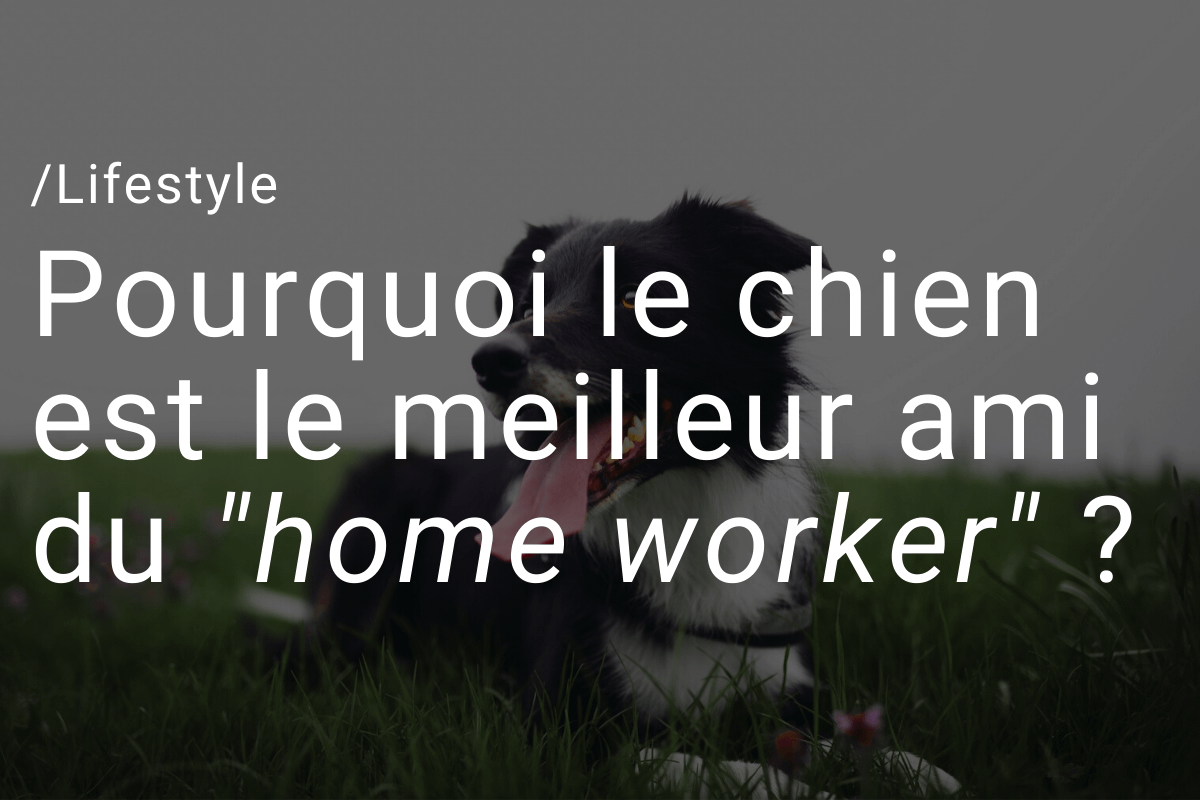 Pourquoi le chien est le meilleur ami du _home worker_ _ Chien meilleur ami freelance